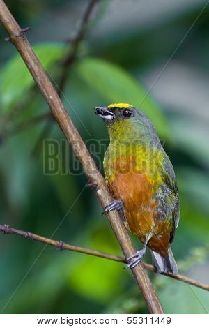 Olive Backed Euphonia