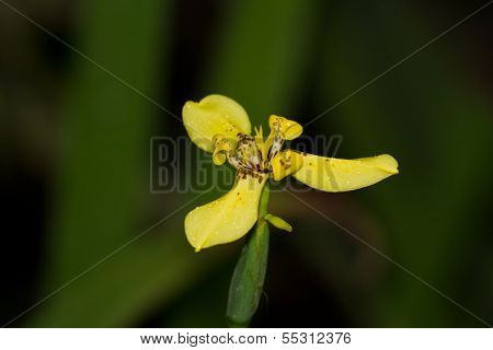 Orchids Of Belize
