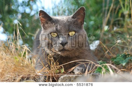 Cat Chartreux