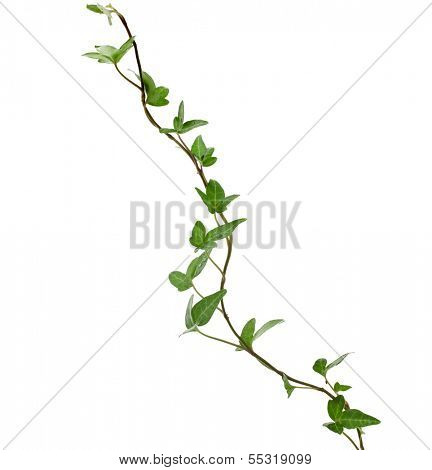Green ivy plant close up isolated on white background 