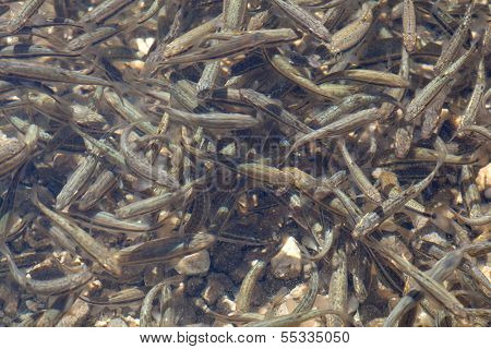 Shoal