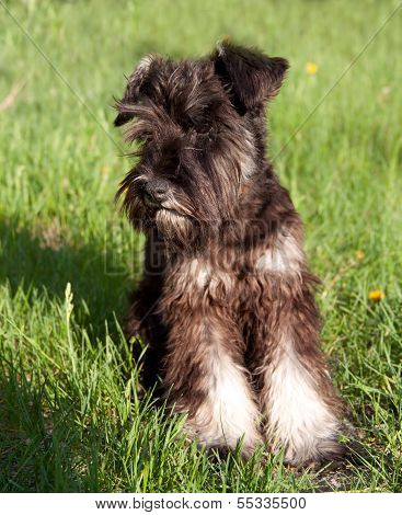 Miniature Schnauzer Walking Outdoors