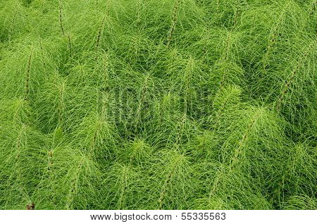 Herb Field Horsetail