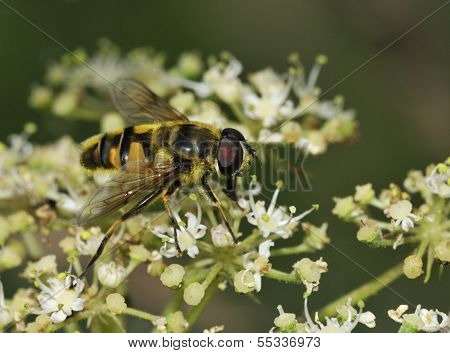 Hoverfly