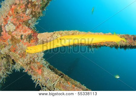 Yellow Trumpetfish on underwater shipwreck
