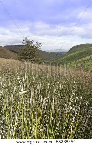 Long Tall Wild Grass And Bogland With Green Mountains