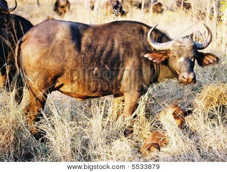 Bufalo africano