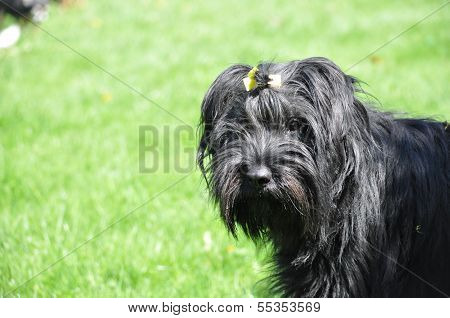 Black Schnauzer