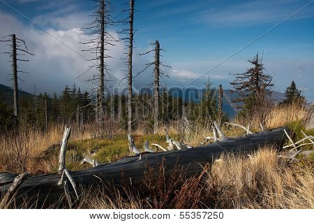 Aridity Trees