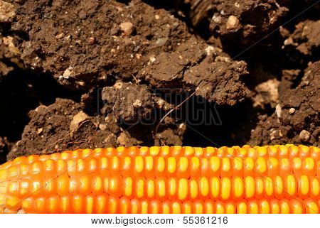 Corn And Soil Background