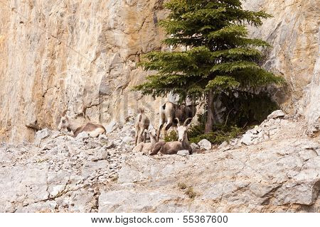Stone Sheep Ovis Dalli Stonei Resting Herd