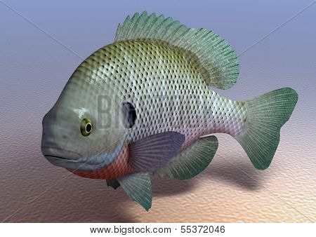 Bluegill fish