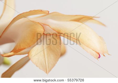 Christmas Cactus Flower
