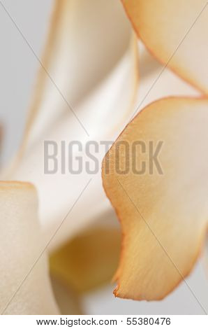 Christmas Cactus Flower