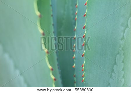 Sharp Pointed Agave Plant Leaves