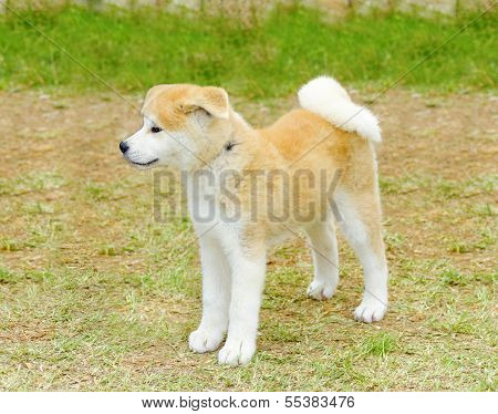 Akita Inu