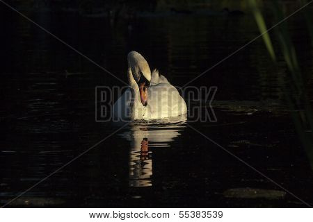 swan