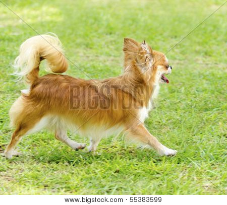 Chihuahua