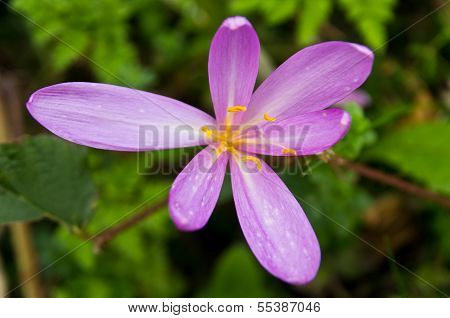 Mountain flower with nickname Phoenix at mountain Bobija