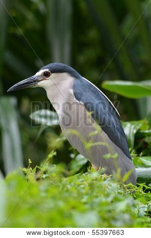 Night heron in wild