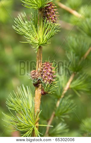 Branch Of Larch Tree With Cone