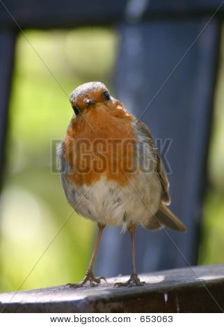 Robin