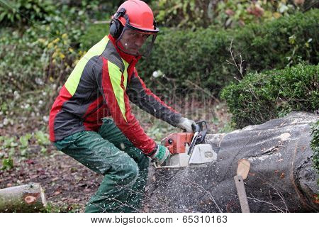 Forester at work
