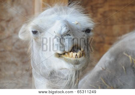 Funny Camel With Bad Teeth