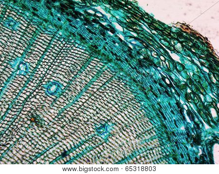 Pine Wood Micrograph
