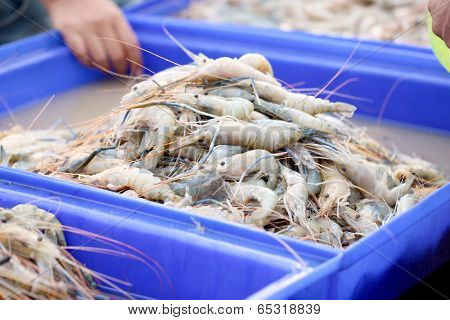 Many Giant Freshwater Prawn.