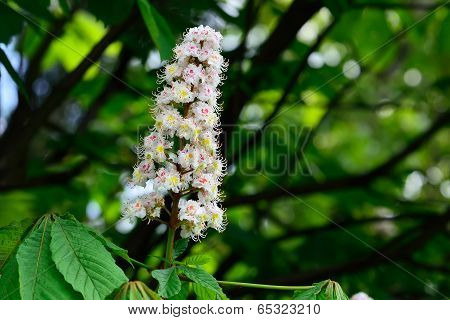 Flower Chestnut (lat. Castanea)