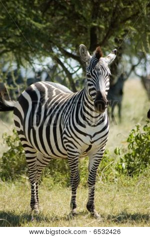 Zebra-1