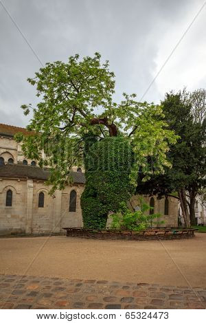 Black Locust - The Oldest Tree In Paris, Square Rene Viviani.