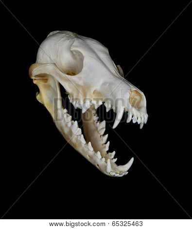 Coyote Skull