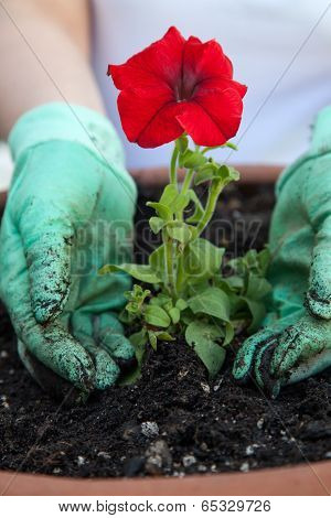 Planting Petunia Flower