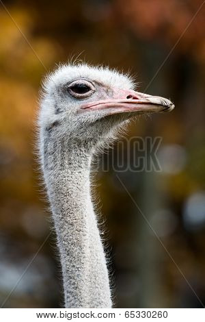 Proud Ostrich