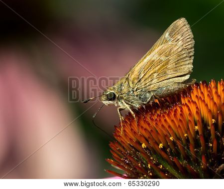 Skipper On Purple Coneflower