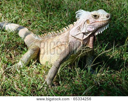 Varan In The Grass