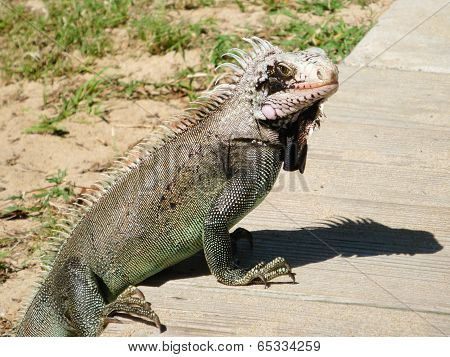 Varan On The Wooden Pavement