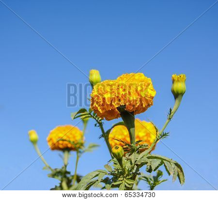 Marigold Flower