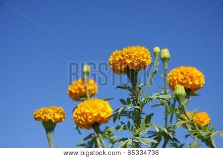 Marigold Flower