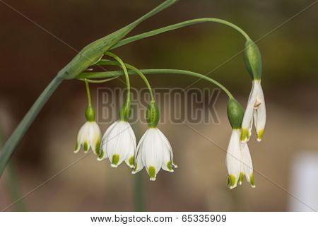 Leucojum Aestivum