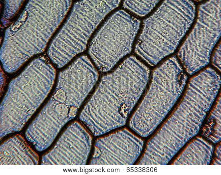Onion Epidermus Micrograph