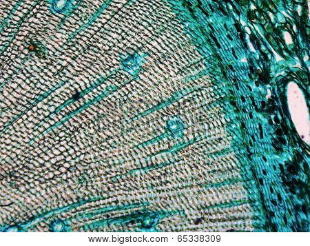 Pine Wood Micrograph