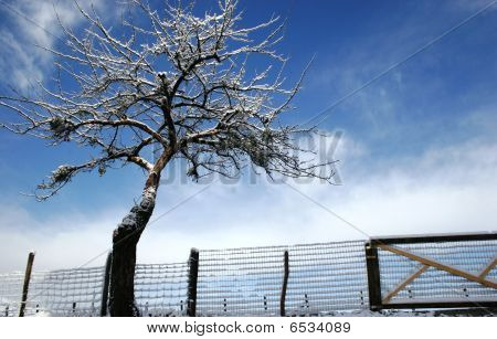 Baum