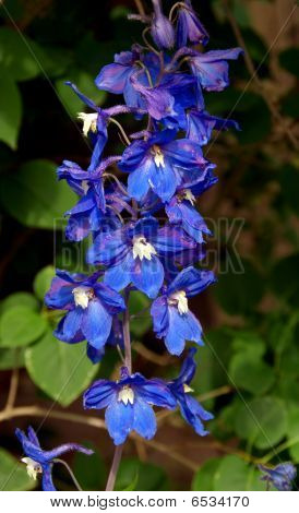 Blå Delphinium blomster