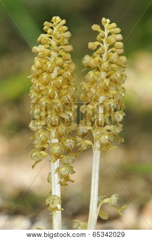 Bird's Nest Orchids