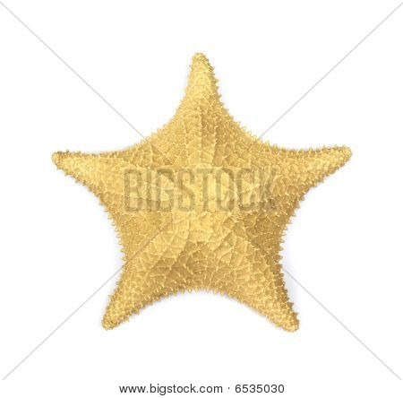 Gold meritähti