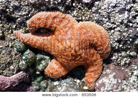 Sea Star