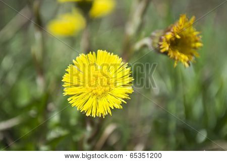 Flower Of Foalfoot